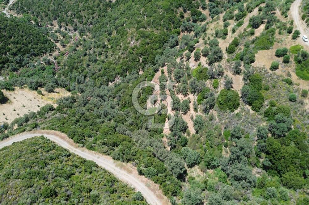 Sarpıncık'ta Deniz Manzaralı 7312 m² Yatırımlık Arazi