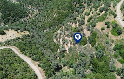 Sarpıncık'ta Deniz Manzaralı 7312 m² Yatırımlık Arazi
