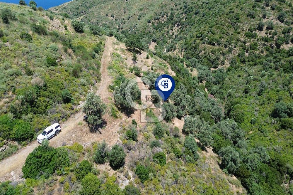 Karaburun Sarpıncık'ta 5 Dönüm Satılık Zeytinlik