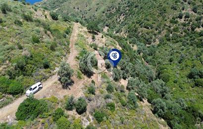 Karaburun Sarpıncık'ta 5 Dönüm Satılık Zeytinlik
