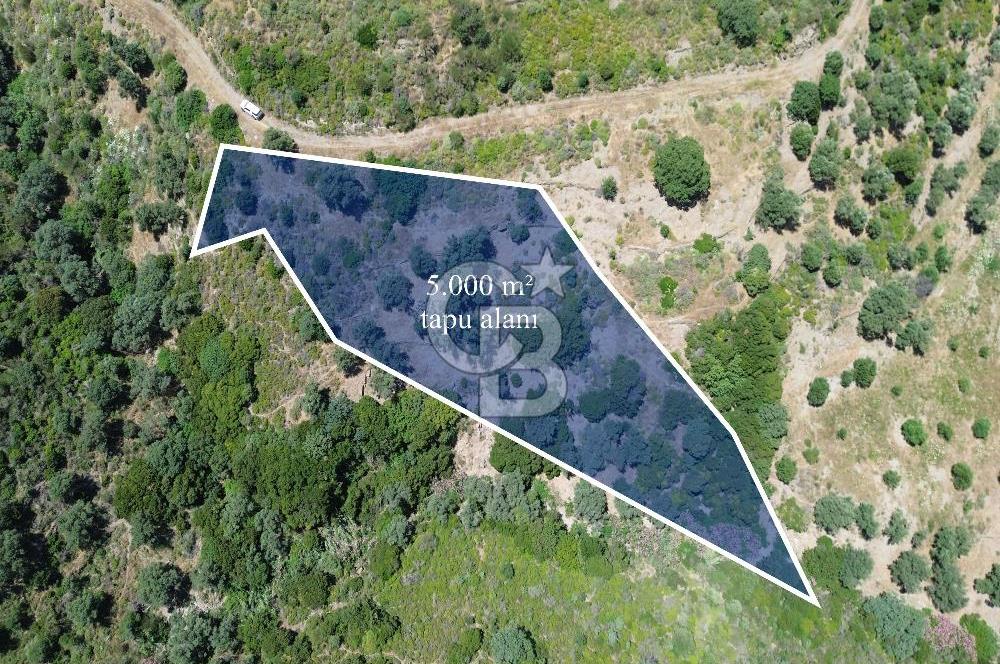 Karaburun Sarpıncık'ta 5 Dönüm Satılık Zeytinlik
