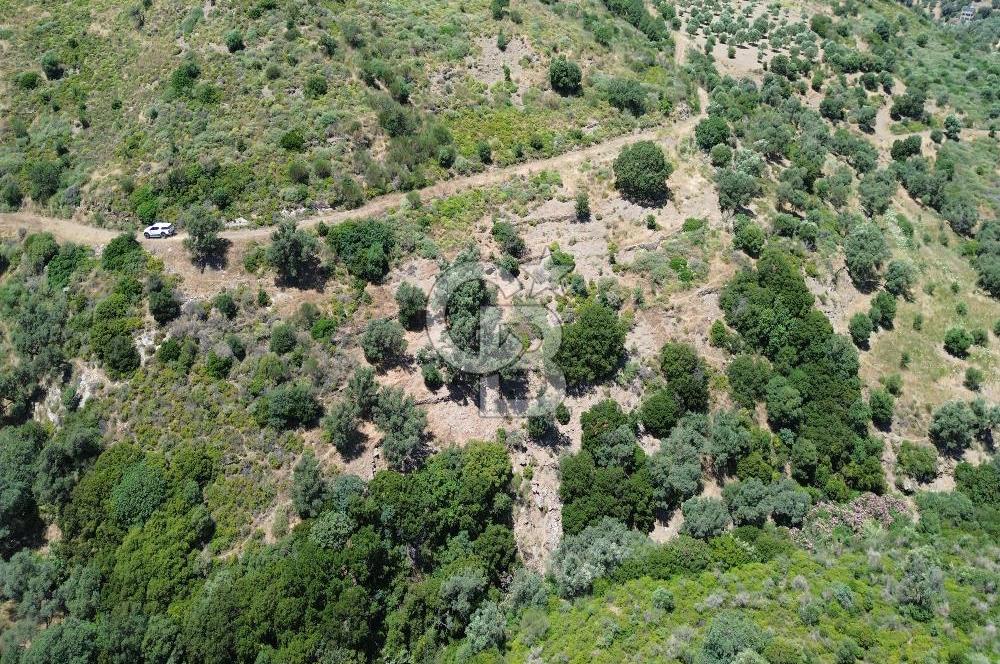 Karaburun Sarpıncık'ta 5 Dönüm Satılık Zeytinlik