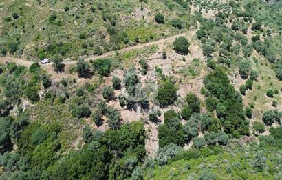 Karaburun Sarpıncık'ta 5 Dönüm Satılık Zeytinlik