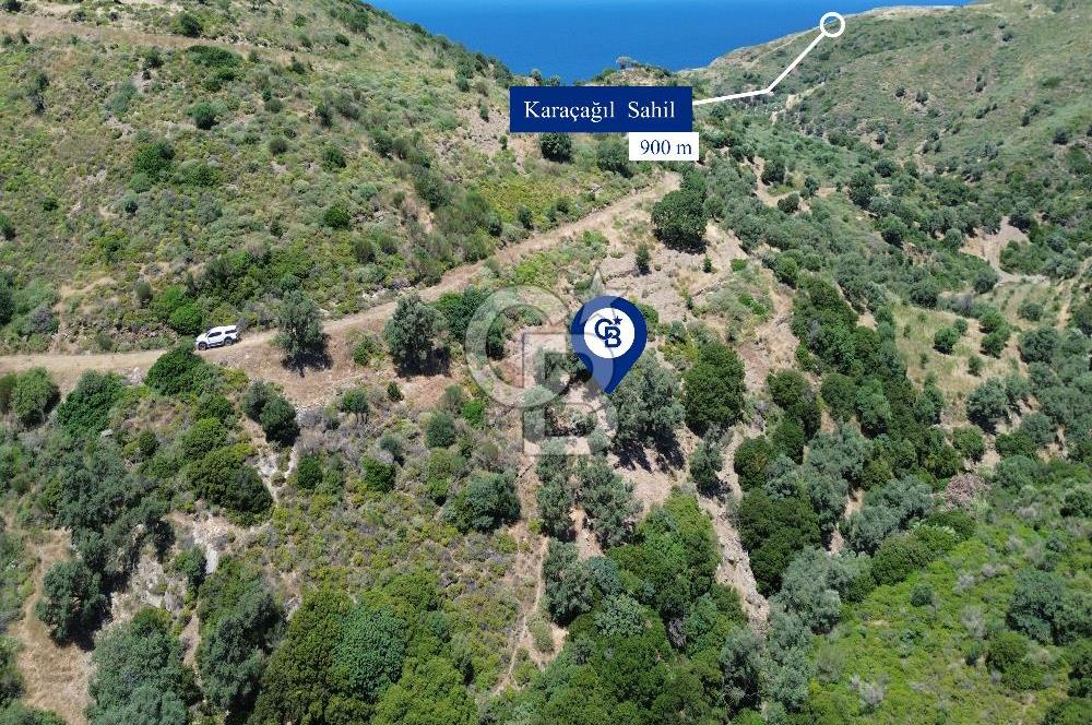 Karaburun Sarpıncık'ta 5 Dönüm Satılık Zeytinlik