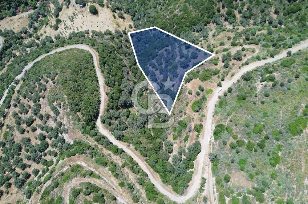 Sarpıncık'ta Deniz Manzaralı 7312 m² Yatırımlık Arazi