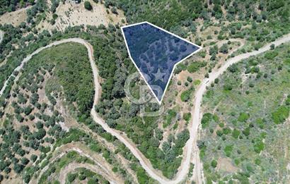 Sarpıncık'ta Deniz Manzaralı 7312 m² Yatırımlık Arazi