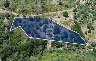 Karaburun Sarpıncık'ta 5 Dönüm Satılık Zeytinlik