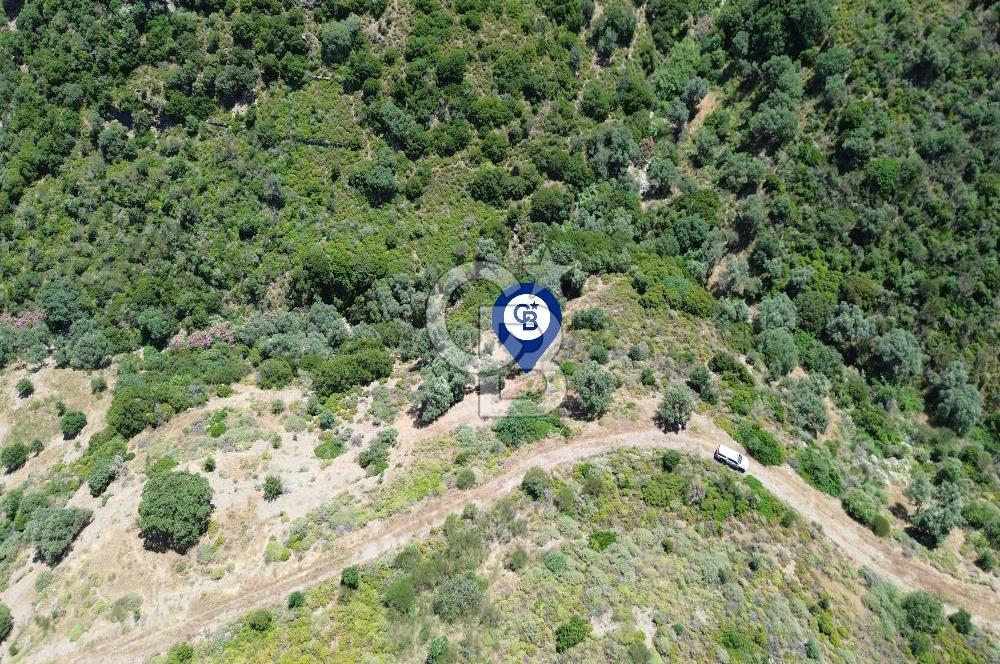 Karaburun Sarpıncık'ta 5 Dönüm Satılık Zeytinlik