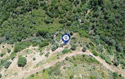 Karaburun Sarpıncık'ta 5 Dönüm Satılık Zeytinlik