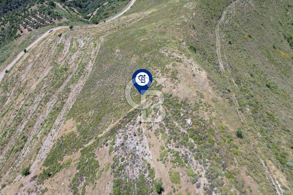 Karaburun Sarpıncık Mahallesi'nde 6.500 m² Satılık Tarla