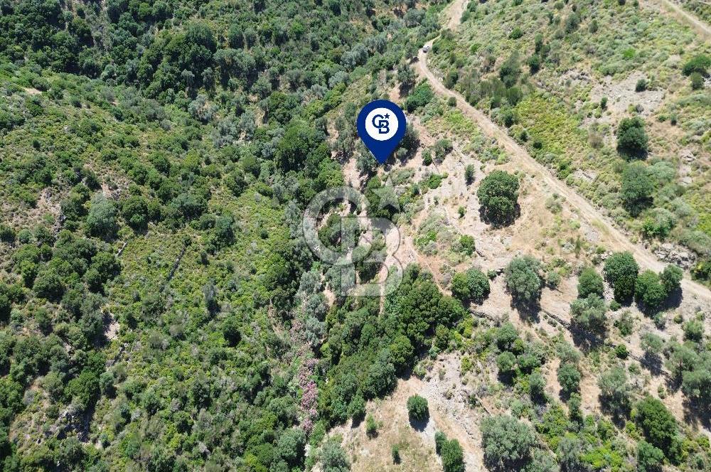 Karaburun Sarpıncık'ta 5 Dönüm Satılık Zeytinlik
