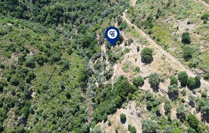Karaburun Sarpıncık'ta 5 Dönüm Satılık Zeytinlik