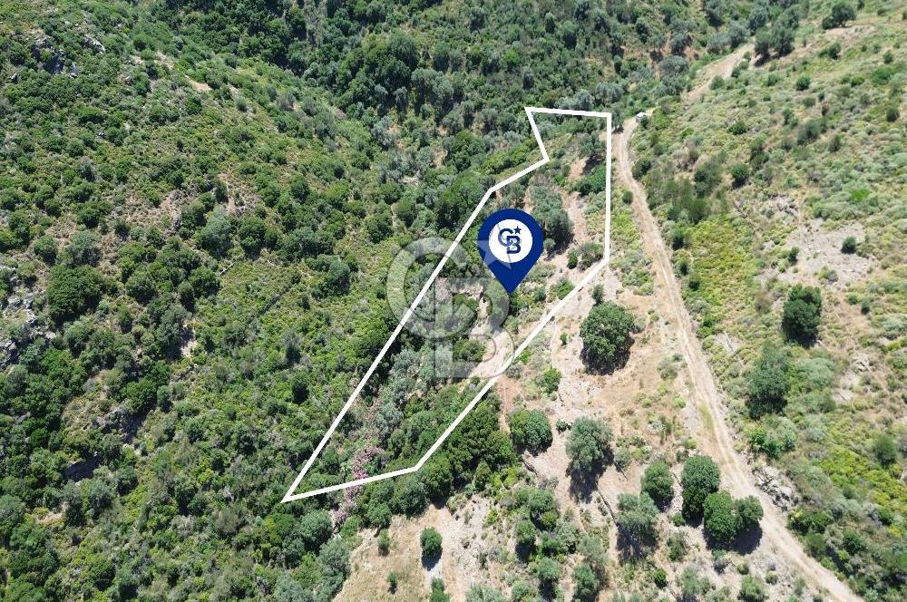 Karaburun Sarpıncık'ta 5 Dönüm Satılık Zeytinlik