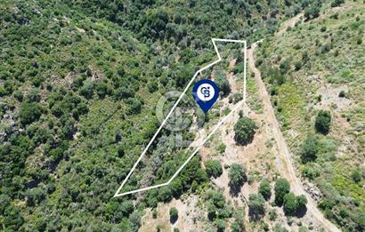 Karaburun Sarpıncık'ta 5 Dönüm Satılık Zeytinlik