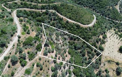 Sarpıncık'ta Deniz Manzaralı 7312 m² Yatırımlık Arazi