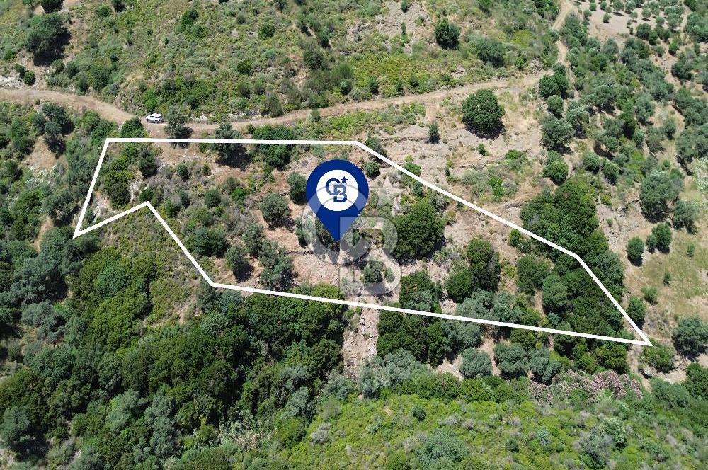 Karaburun Sarpıncık'ta 5 Dönüm Satılık Zeytinlik