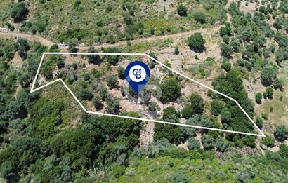 Karaburun Sarpıncık'ta 5 Dönüm Satılık Zeytinlik