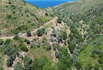 Karaburun Sarpıncık'ta 5 Dönüm Satılık Zeytinlik - 6 - 351306
