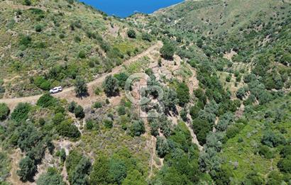 Karaburun Sarpıncık'ta 5 Dönüm Satılık Zeytinlik
