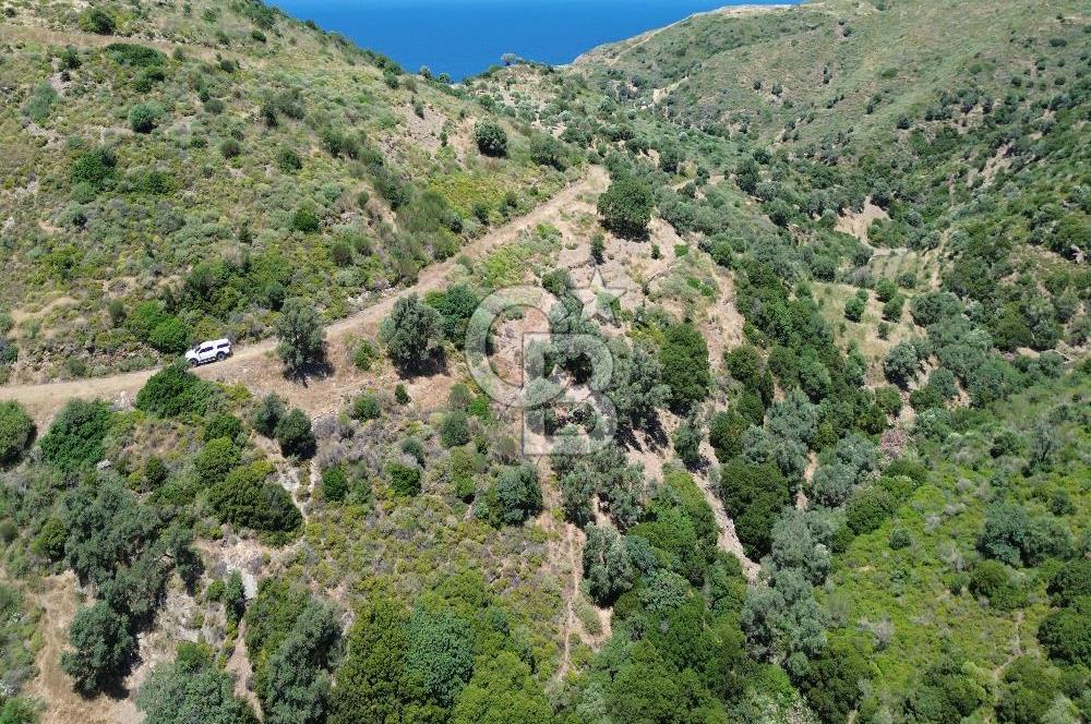Karaburun Sarpıncık'ta 5 Dönüm Satılık Zeytinlik