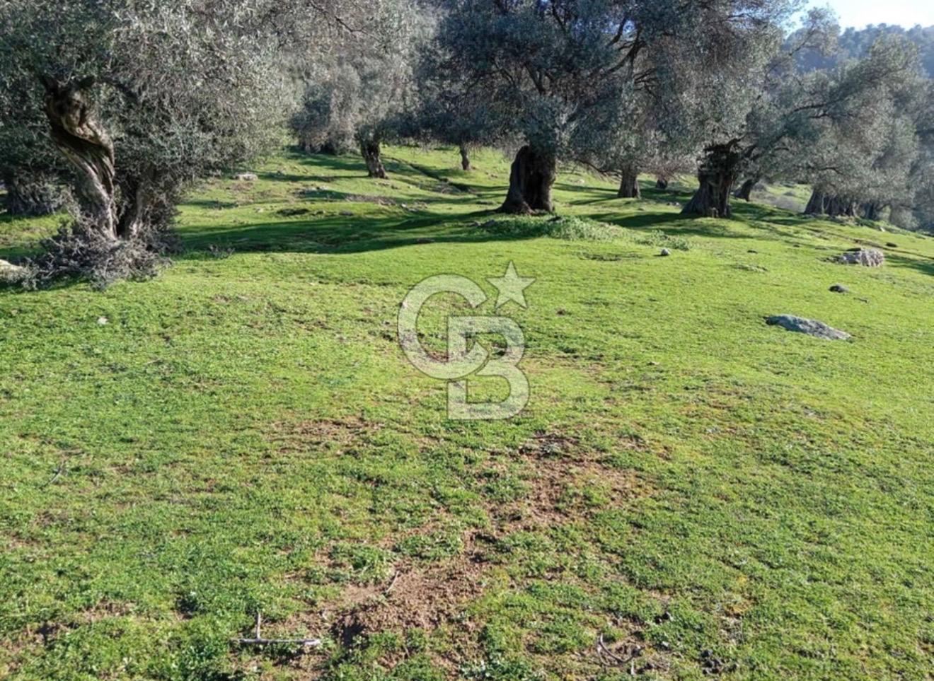 Aydın Karpuzlu Çörtlen Mah 11.367 M2 Satılık Nitelikli Zeytinlik