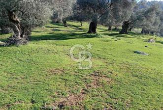 Aydın Karpuzlu Çörtlen Mah 11.367 M2 Satılık Nitelikli Zeytinlik - 1 - 351326