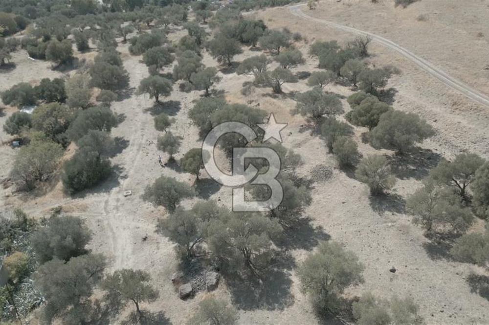 YENİ FOÇA MARİNA YAKINI, GELECEĞE YATIRIMLIK ARSA HİSSESİ