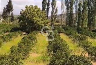 Seferihisar Orhanlıda İmara Yakın 3500 m2 Arsa - 8 - 351382