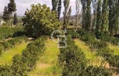 Seferihisar Orhanlıda İmara Yakın 3500 m2 Arsa