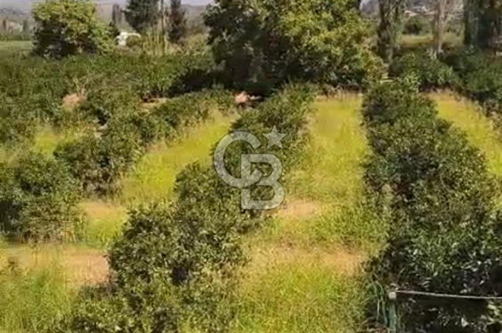 Seferihisar Orhanlıda İmara Yakın 3500 m2 Arsa
