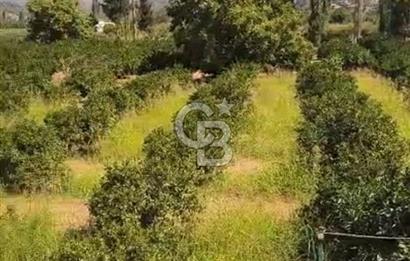 Seferihisar Orhanlıda İmara Yakın 3500 m2 Arsa