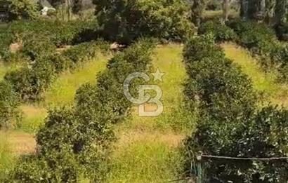Seferihisar Orhanlıda İmara Yakın 3500 m2 Arsa