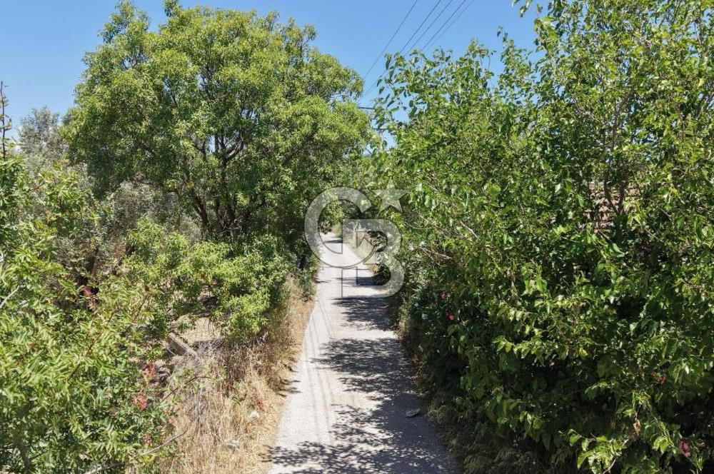 Urla Altıntaş'da Yola Cepheli, Elektrik/Suyu Hazır Satılık Tarla