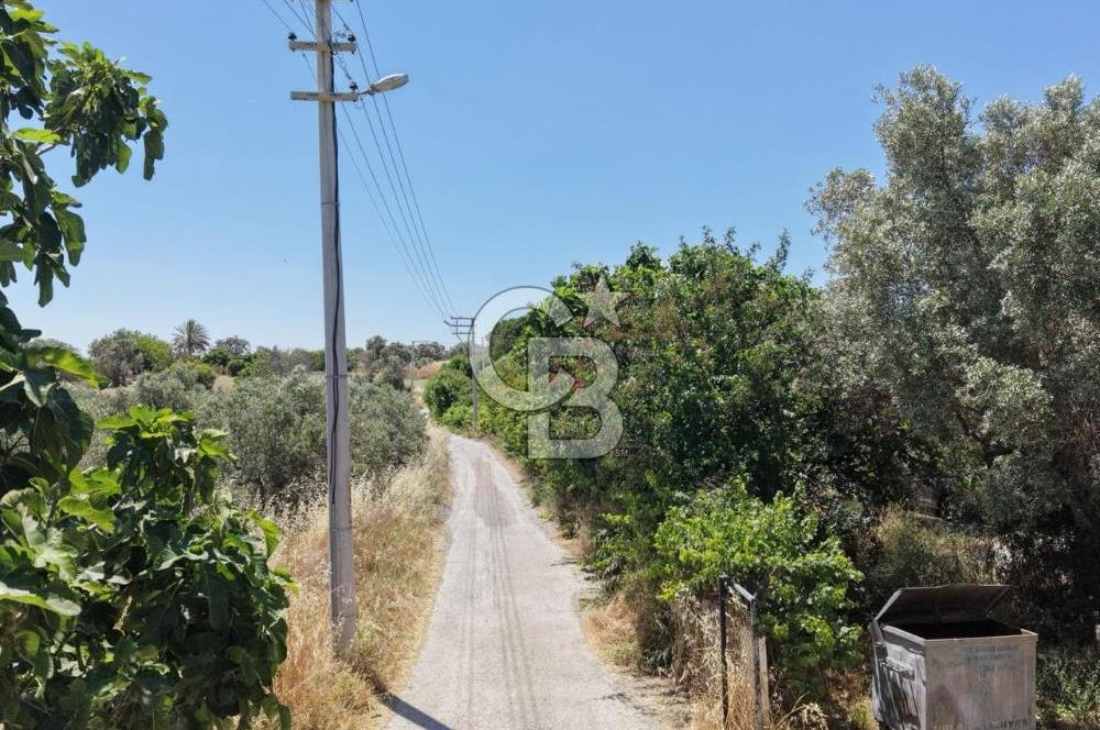 Urla Altıntaş'da Yola Cepheli, Elektrik/Suyu Hazır Satılık Tarla
