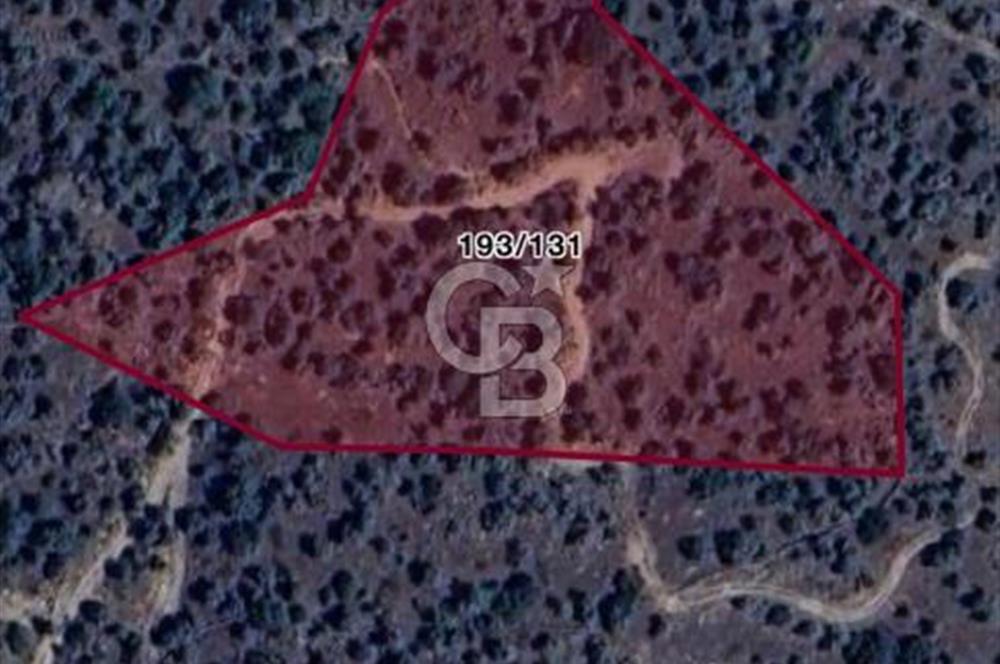 Aydın Karpuzlu Çörtlen Mah 11.367 M2 Satılık Nitelikli Zeytinlik
