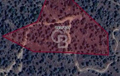 Aydın Karpuzlu Çörtlen Mah 11.367 M2 Satılık Nitelikli Zeytinlik