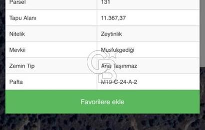 Aydın Karpuzlu Çörtlen Mah 11.367 M2 Satılık Nitelikli Zeytinlik