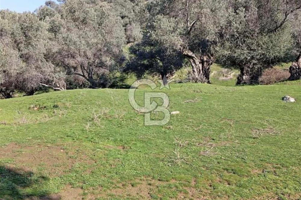 Aydın Karpuzlu Çörtlen Mah 11.367 M2 Satılık Nitelikli Zeytinlik