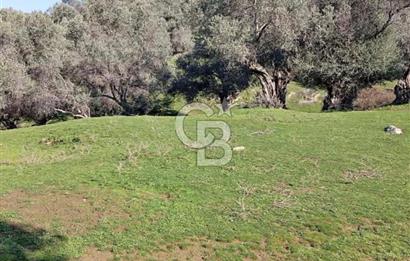 Aydın Karpuzlu Çörtlen Mah 11.367 M2 Satılık Nitelikli Zeytinlik