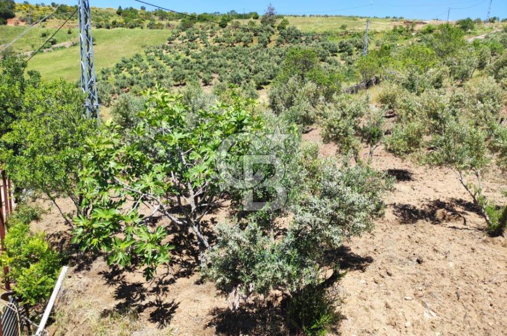 COLDWELL'DEN KIZILSEKİ'DE NATAMAM EVİ İLE SATILIK TARLA/BAHÇE