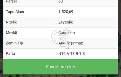 Göl manzaralı zeytinlik 