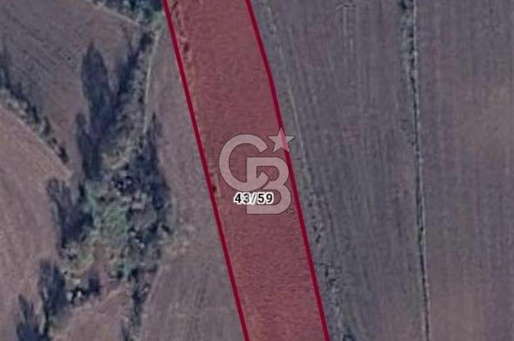 Tekirdağ,Muratlı,Muradiye,Koru Altında müstakil tarla