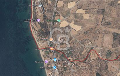 ÇANAKKALE ALEMŞAH SATILIK 5000 M2 ZEYTİNLİK
