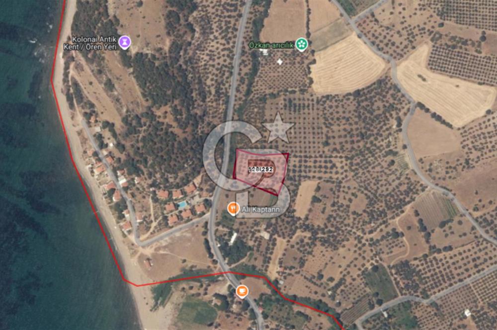 ÇANAKKALE ALEMŞAH SATILIK 5000 M2 ZEYTİNLİK