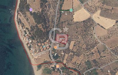 ÇANAKKALE ALEMŞAH SATILIK 5000 M2 ZEYTİNLİK