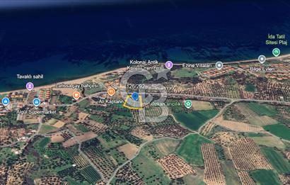 ÇANAKKALE ALEMŞAH SATILIK 5000 M2 ZEYTİNLİK