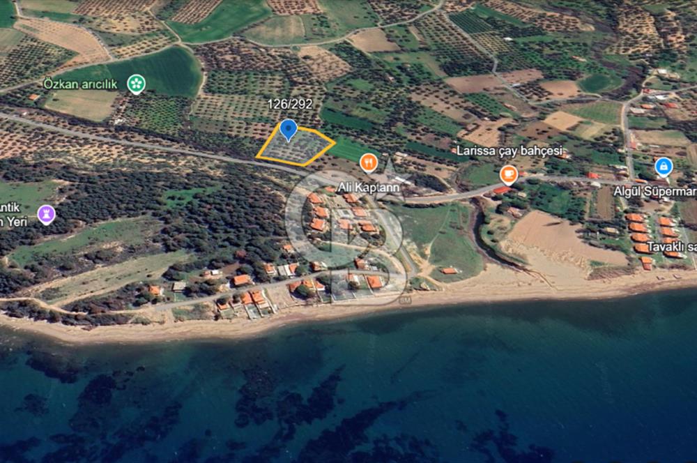 ÇANAKKALE ALEMŞAH SATILIK 5000 M2 ZEYTİNLİK