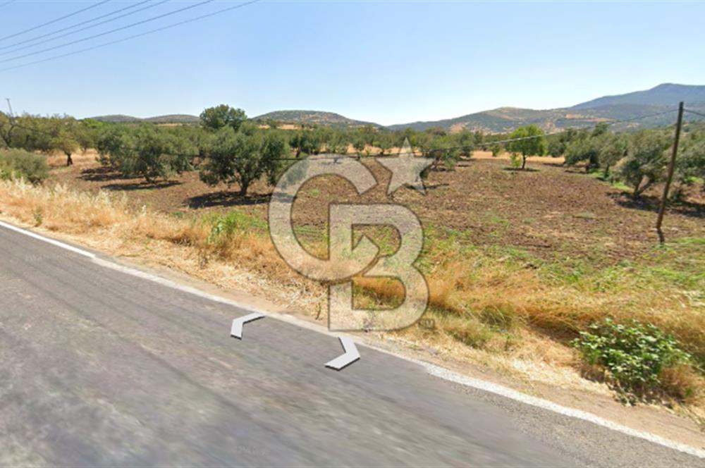 ÇANAKKALE ALEMŞAH SATILIK 5000 M2 ZEYTİNLİK