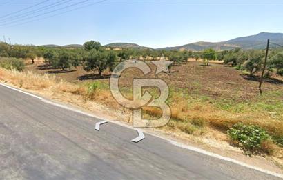 ÇANAKKALE ALEMŞAH SATILIK 5000 M2 ZEYTİNLİK