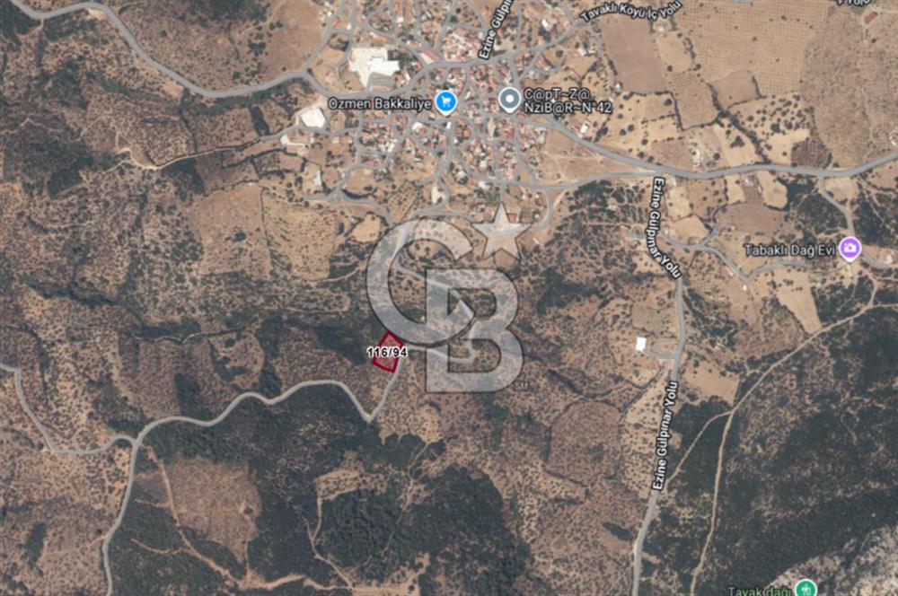 ÇANAKKALE EZİNE TAVAKLI 2420 M2 SATILIK ZEYTİNLİK